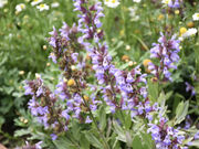 元鬼と書いて魂と読むのヒトさんの夕張川河畔広場(ホワイトガーデン)の投稿写真1