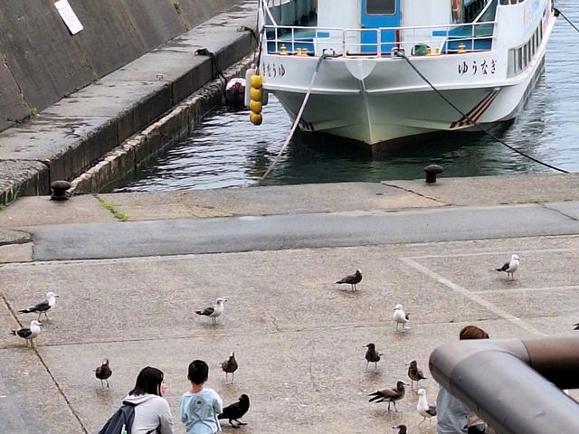 2階から遊覧船とウミネコを見ながら_天ぴ屋