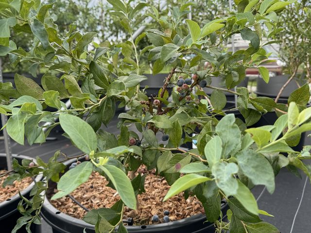 大きくて甘いブルーベリーがたくさんありました。_Southernberry-farm HOBAL