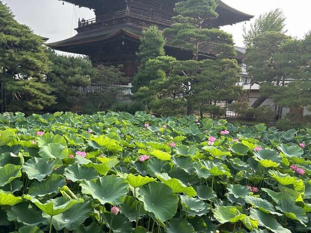 ハスの花が美しい_信州善光寺 薬王院
