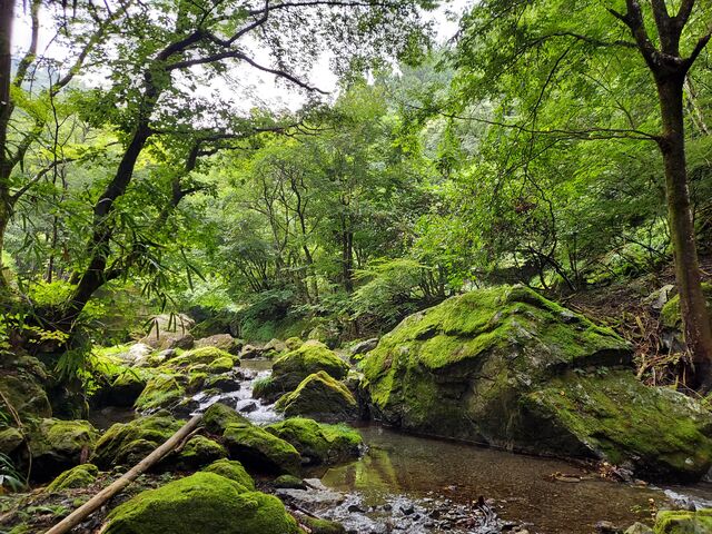 キャンプ場の上流です。苔むした岩が素敵でした。マイナスイオンを浴びれます。_百軒茶屋キャンプ場