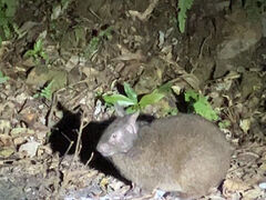 よしきさんの奄美バギー&ナイトウォッチングガイドサービスへの投稿写真1