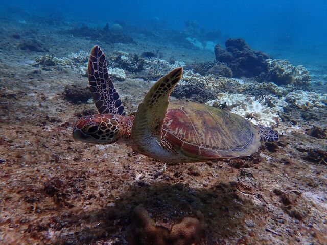 こんなに長く近い距離でウミガメが見られるなんて感動でした_PolePolemarine385
