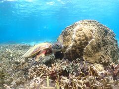 さえさんのOkinawa tripsへの投稿写真1