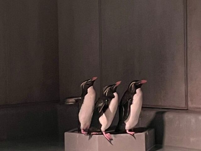 ペンギンかわいい_AOAO SAPPORO