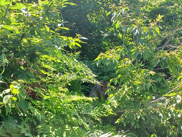 60代のスノーボードおじさんさんの大原台自然公園の投稿写真3