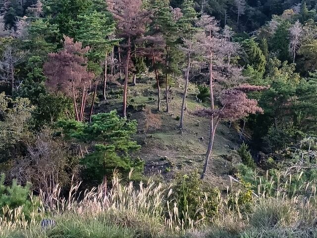 ヒデさんの朝倉城址の投稿写真7