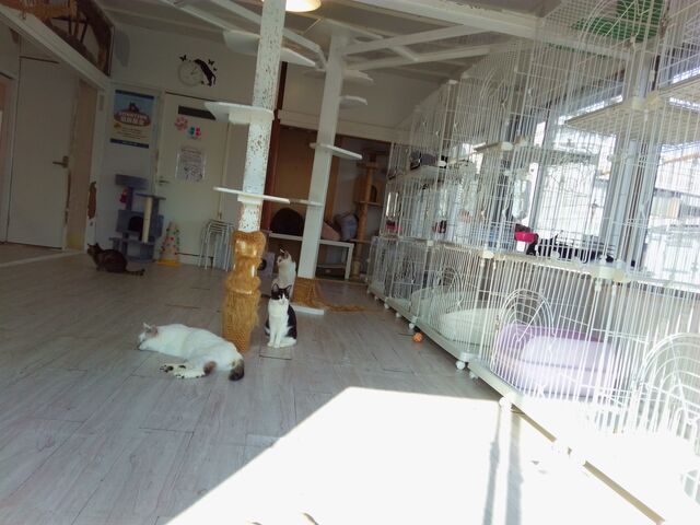 触れ合い部屋_花の木シェルター 2号館