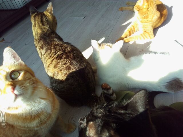 可愛い猫さんたち_花の木シェルター 2号館