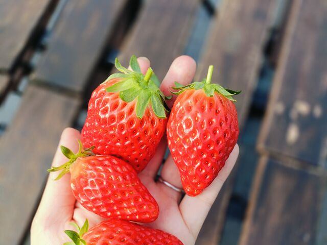 真っ赤ないちご。もっと大きないちごも沢山ありました!_TAiSHi farm
