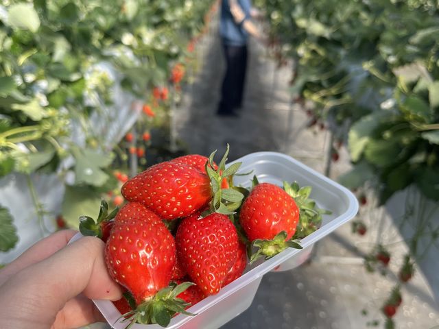 どのイチゴも真っ赤で大きいので、美味しそうなイチゴを探さなくても大丈夫です。甘くて美味しい!最高!_くぼいちご園