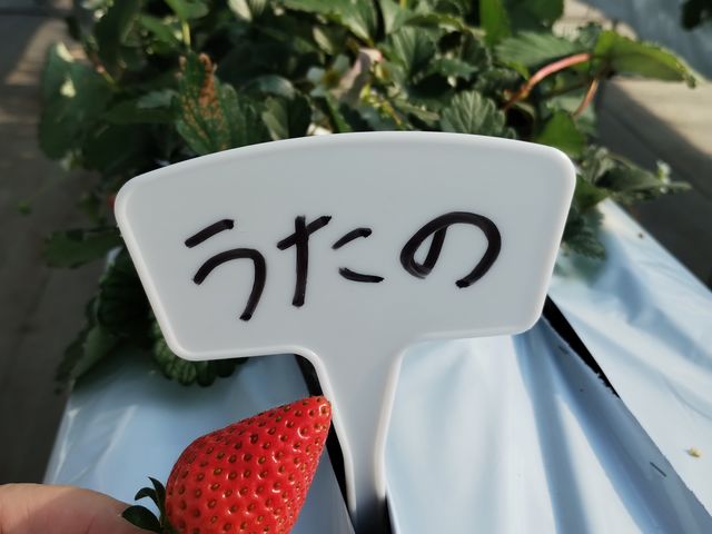 うたの_くぼいちご園