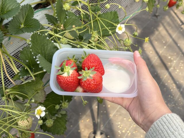 もっと食べていたかったです…!_小林いちご園