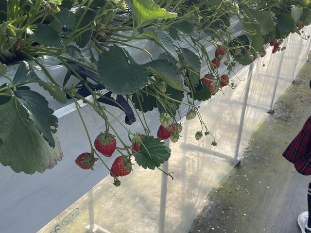 高設の苺も土耕の苺もあり、広々していました。_上泉農園