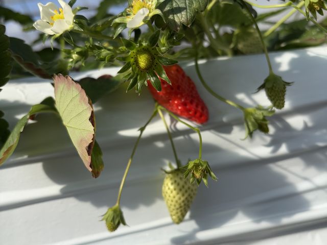 美味しかったです_にっしーFarm