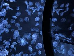 kさんのすみだ水族館への投稿写真1