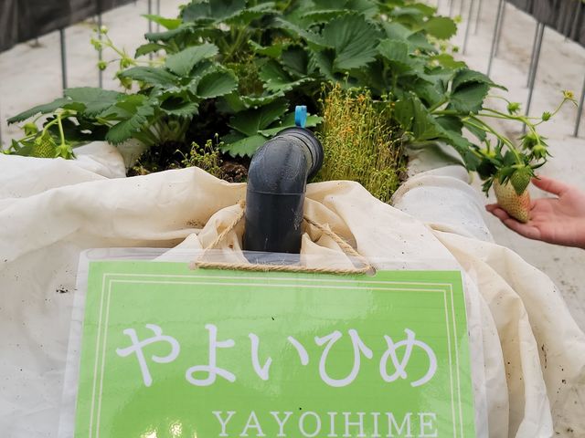 いちごうまかった_おさぜん農園 びわ湖ファーム