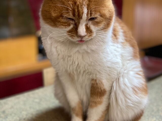 番頭さん_俄虫温泉