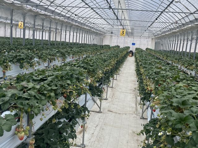 赤いいちご無しのハウス_Aska Strawberry Field