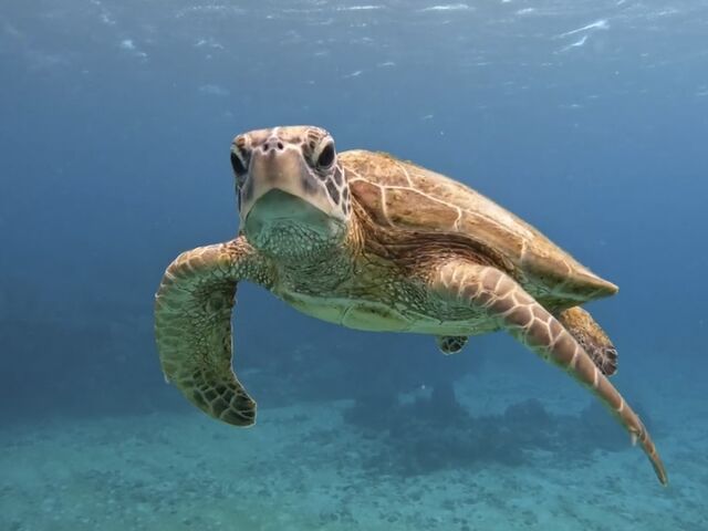 こんな近くでウミガメ見た事ありますか!?_Y'S DIVE OKINAWA