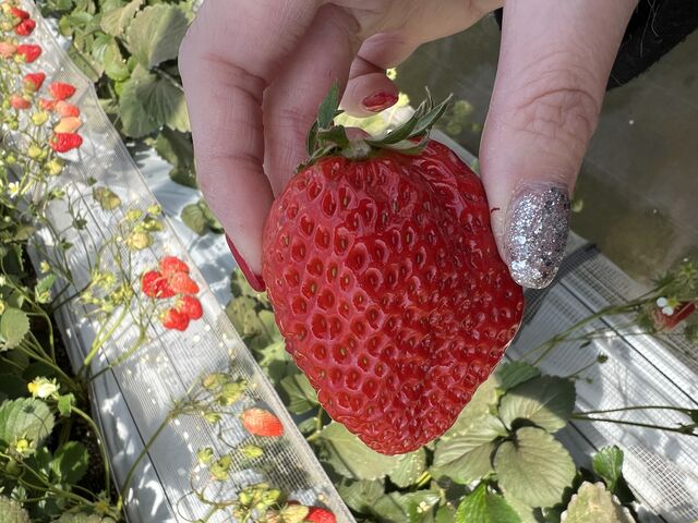 大きいいちごに子供も大人も大興奮でした!_高津園