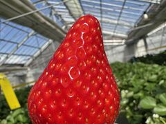 ばんびーさんのMIGAKI FARM(旧ICHIGO WORLD)への投稿写真1