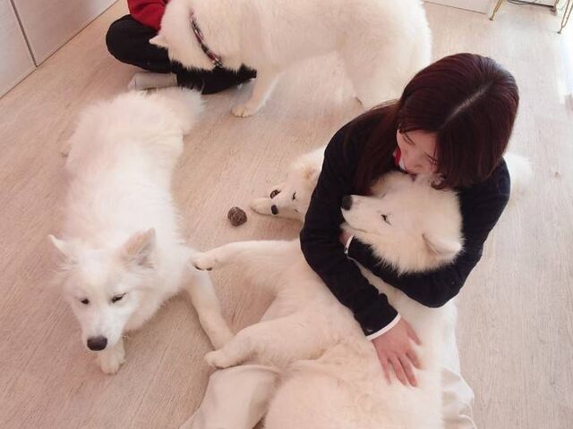 少人数制なので、他のお客様を気にせずサモエドを独り占めできました。_ドッグギャラリー