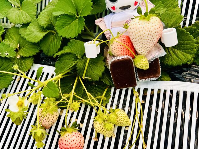 葉陰に大粒白いちご発見5cm×6cm位。1粒だけだったけど幸運に感謝_近藤いちご園