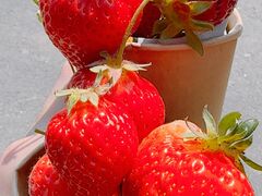 ならみさんのうるう農園への投稿写真1