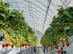 チャオさんのイチゴベースへの投稿写真1