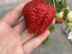 YUKINONさんのたくみの里いちごの家への投稿写真1