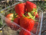 あおなつさんのAska Strawberry Fieldの投稿写真1