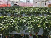 あおなつさんのAska Strawberry Fieldの投稿写真2