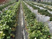 イザベラさんの近藤いちご園の投稿写真3