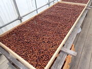 マイBOOさんの又吉コーヒー園の投稿写真1