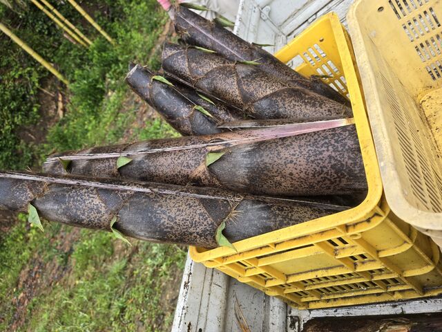 二回目の参加時皮向きまえです、かごからはみ出てました_いとしまタケノコ園
