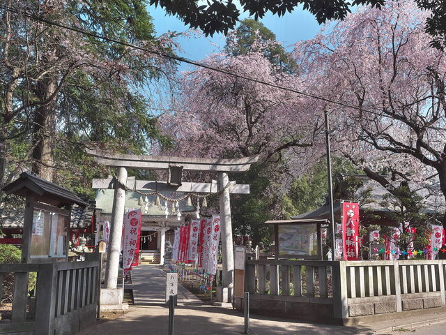 白岡八幡神社_白岡八幡神社