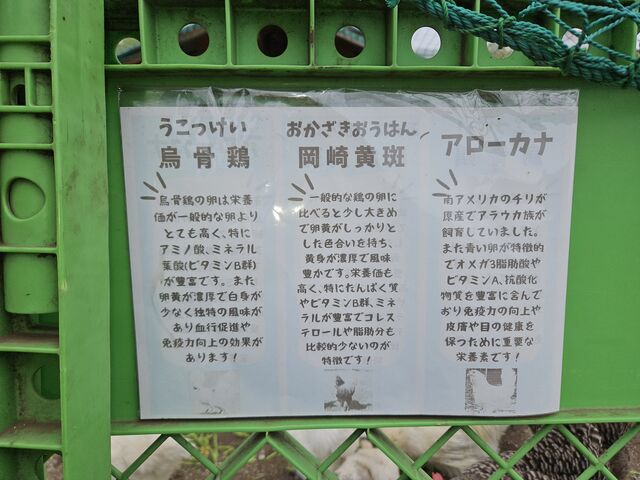ニワトリ_東京地球農園