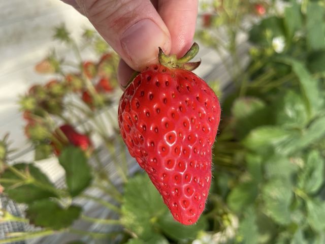 美しい赤色
45分ってあっという間_8farm