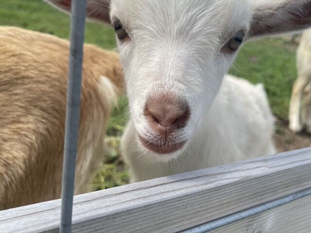 農園の外にはヤギが居て
癒される_8farm