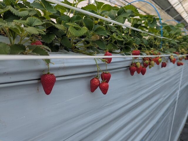 品種が多く取りやすく暑くもなく良かったです。_いちご園みどり