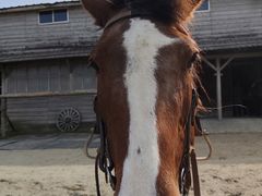 サンシャインステーブルスの写真1