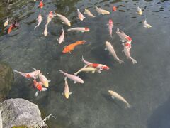 国田家の芝桜の写真1