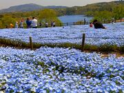 ふーちゃんの父さんのるるパーク(大分農業文化公園)の投稿写真2