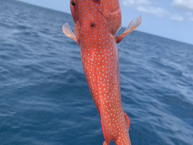 ミーバイが釣れました!_らいおん丸