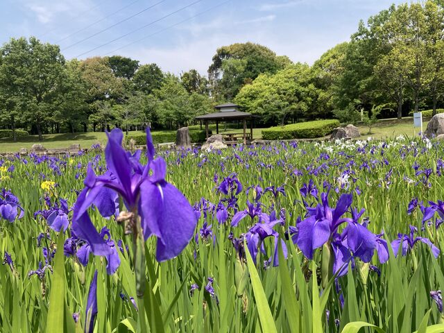 諏訪公園_諏訪公園