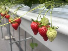 かなこさんのよろこび農園竜玉への投稿写真1