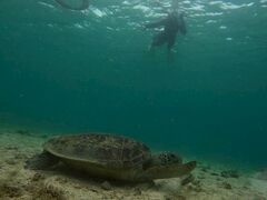 奄美大島ウェルネス&アドベンチャーUNIMAREの写真1