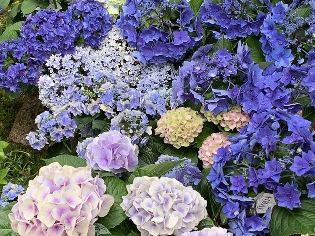 紫陽花_勝林寺