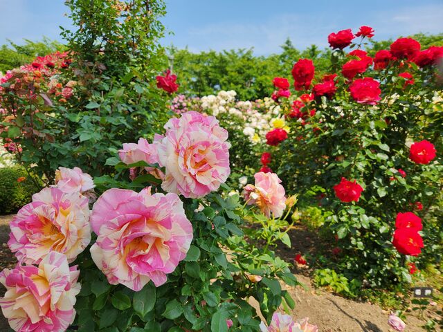 名前はわかりませんがお気に入りのバラです_一本木公園